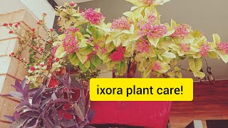 The Ultimate Guide to Ixora Plant CareIxora Plant ixora plant care Ixora Flower plant [upl. by Gene492]