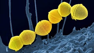 Overview and Introduction to Streptococcus Bacteria Microbiology [upl. by Victoria275]