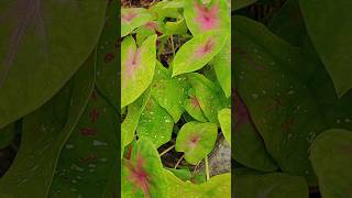 Caladium plantcaladium sortfeed viral trending [upl. by Eiuqnom]