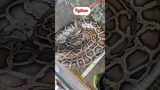 Sarvi is feeling upset to see python snake in cage in Vietnam sarvic phython snake short [upl. by Siramaj454]