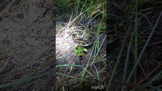 Burmese Pythons In The Florida Everglades [upl. by Merat579]