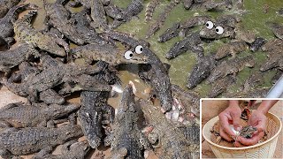 Nesting Crocodiles and Hatchling in Sand Giant Crocodile Farm Feed 100000 Crocodiles in My Village [upl. by Ita]