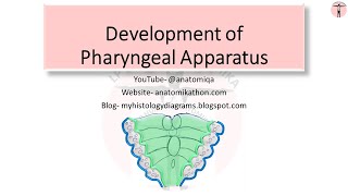 Embryology Development of pharyngeal apparatus [upl. by Acirt]