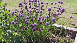 Blue Globe Onion In Full Flower Allium caeruleum [upl. by Hubbard341]