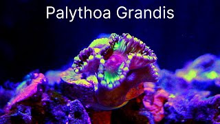 Palythoa Grandis  Care Tips [upl. by Ycnalc]