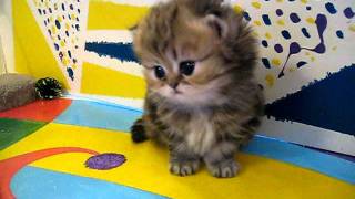 Cute Persian kittens the quotIquot Litter 1 of   71011 [upl. by Adon]