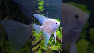 4ft planted tank  platinum angelfish  aquascaping for beginners angelfish mollywood neon egg [upl. by Ahsenauq479]