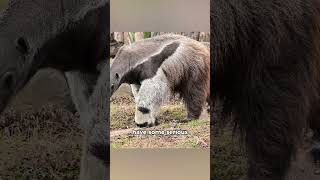 Facts You Didn’t Know About Anteaters 🐜 [upl. by Assilana]