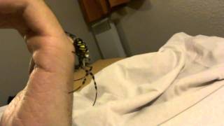 Handling Argiope Bruennichi HD [upl. by Ellerahc]