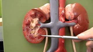 Urinary System 1 [upl. by Trebor]