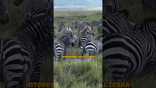 Why Zebras Have Stripes Uncovering the Fascinating Reasons [upl. by Ulyram]