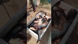 fish fishing fishfarming aquaculture villagelife shortvideo viralvideo [upl. by Rome]