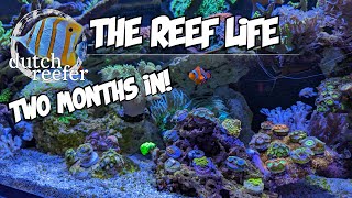 THE REEF LIFE after two months of Reefing in the 425 [upl. by Lorilee]