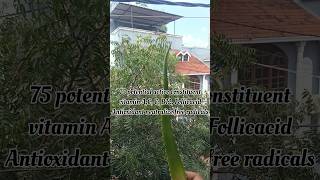 DAY 1100 of Medicinal Plants Alovera plants medicine tree ayurveda minivlog medicos vlog [upl. by Wershba137]