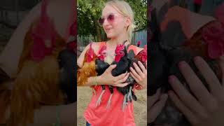 Cutest Old English amp Japanese Chickens chickens farm homesteading [upl. by Bushweller]