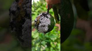 Mechanical method to control mealybugs shorts pest mealybug entomology fruit [upl. by Shargel236]