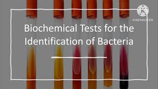 Biochemical Tests for Bacterial Identification Part 1 [upl. by Atteuqahs]