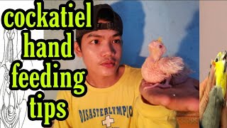 Cockatiel handfeeding tips [upl. by Lydie]