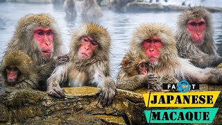 Snow Monkeys  Interesting Facts About Japanese Macaques [upl. by Bellina924]