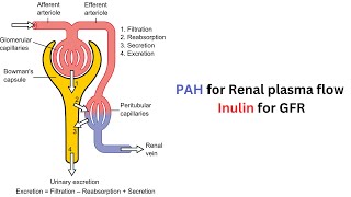 Why use inulin clearance to measure GFR and PAH clearance to measure Renal plasma flow [upl. by Ozmo]