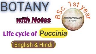 Life cycle of Puccinia graminis  BSc first year conceptualizestudy [upl. by Pantia606]