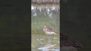 Eurasian Whimbrel nature birds naturelovers wildlife قرآن quran [upl. by Oiciruam346]