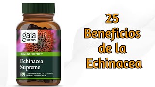 Echinacea 25 Beneficios para la Salud [upl. by Liatrice569]