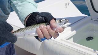 Live Bait Fishing for Striped Bass in 4k  My Fishing Cape Cod [upl. by Skipton]