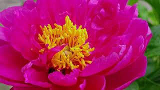 honey bee on purple peony closeup view [upl. by Sivram857]