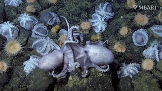 Scientists solve mystery of why thousands of octopus migrate to deepsea thermal springs [upl. by Idissac]