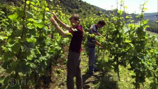 WACHAU  Land am Strome  Valley of Golden Magic [upl. by Ordnagela]