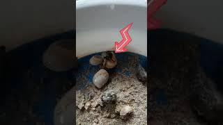 How fast Hermit crabs change their shell asmr satisfying [upl. by Schnur]