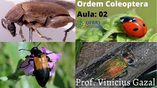 Identificação Principais Famílias de Coleoptera Parte 02 [upl. by Pinkham768]