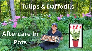 How To Lift and Dry Daffodil amp Tulip Bulbs  Potted Spring Bulb Aftercare [upl. by Trillbee707]