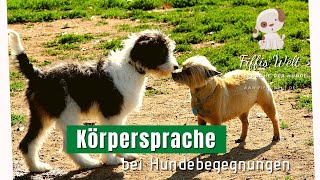 Körpersprache bei Hundebegegnungen [upl. by Dlabihcra]