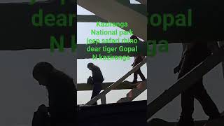 kaziranga National park jeep safari Gopal N kaziranga subscribe like share [upl. by Haletky]