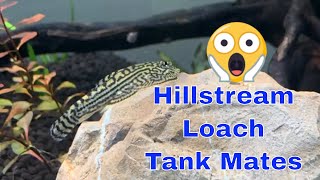 Hillstream Loach Tank Mates [upl. by Neelyam]