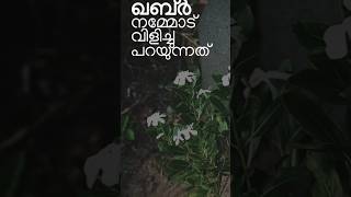 ഖബ്ർ നമ്മോട് വിളിച്ച് പറയുന്നത്✋🌹🌹maker shortvideo jaleel [upl. by Fennie]