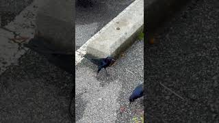 Greattailed Grackle in Savannah A Stunning Bird in Action 🦜✨ [upl. by Nnylsia]