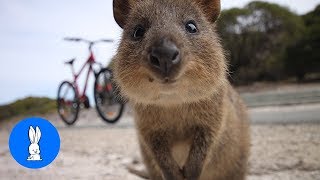 ULTIMATE Quokka Selfie Compilation  TRY NOT TO AWW [upl. by Todhunter]