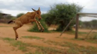 Rescued baby hartebeest and oryx playing tag [upl. by Lucias591]