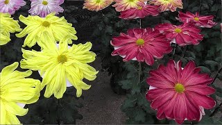 Chrysanthemum flower festival in Japan Kiku Matsuri [upl. by Yannodrahc197]