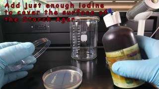 Starch Hydrolysis [upl. by Ateekahs551]