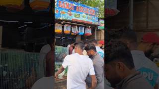 Ramji pigeon shop All types of pigeon Available explorepagepigeonlove youtubeshortsviralvideo [upl. by Anerrol]