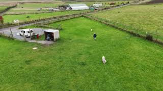 Dugs at the Secure Field Biggar 4k [upl. by Ahsikyt]