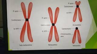 MetacentricSubmetacentricAcrocentricTelocentric Chromosomes [upl. by Runkel]