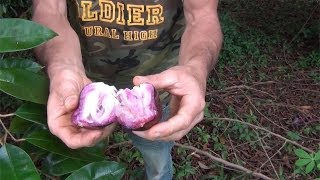 Veganic Permaculture on Maui with Jesse Krebs Episode 2 [upl. by Enwad]