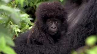 Virunga The quest to protect Africas oldest national park [upl. by Desta]