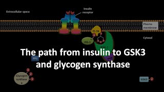 The path from insulin to GSK3 and glycogen synthase [upl. by Tdnaltroc145]