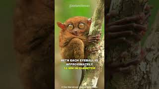 Tarsier  The Cute Little Assassin [upl. by Reseda]